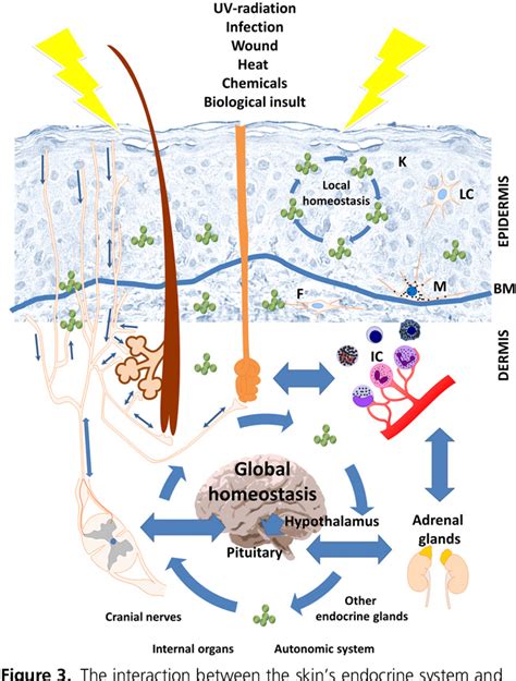 How UV Light Touches the Brain and Endocrine System Through 